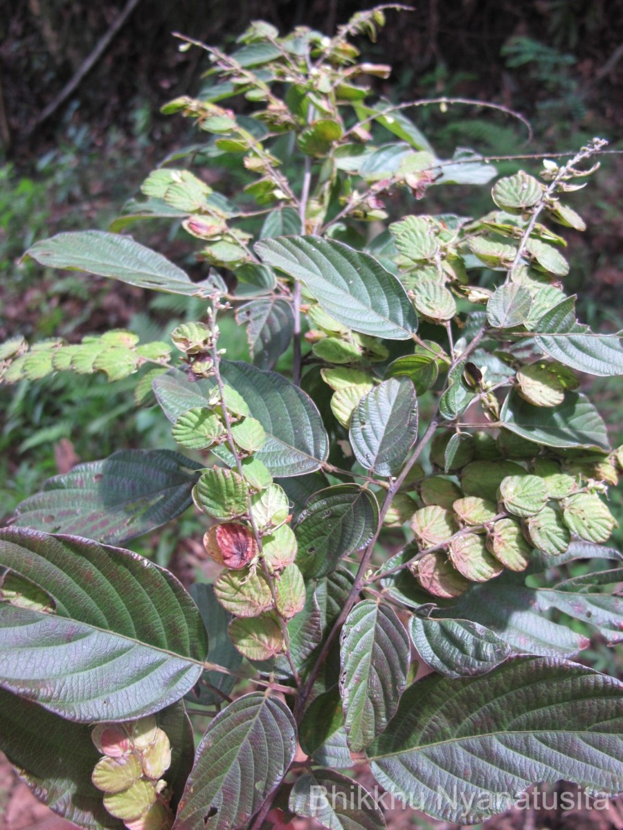 Phyllodium pulchellum (L.) Desv.